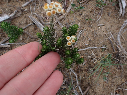 Image of Helichrysum teretifolium by (c) Eugene Hahndiek, some rights reserved (CC BY-SA)