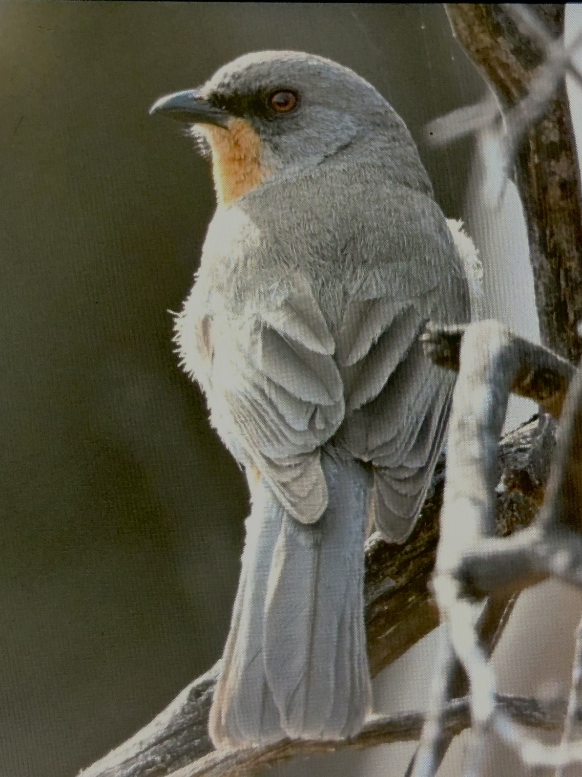Gilbert's Whistler (Pachycephala inornata), photo 10