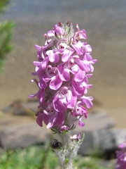 Pedicularis attollens