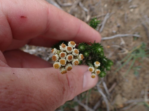 Image of Helichrysum teretifolium by (c) Eugene Hahndiek, some rights reserved (CC BY-SA)