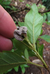 Exobasidium vaccinii