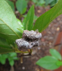 Exobasidium vaccinii