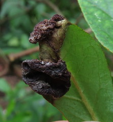 Exobasidium vaccinii