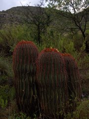 Ferocactus pilosus