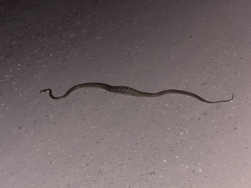 Coastal Carpet Python sighting