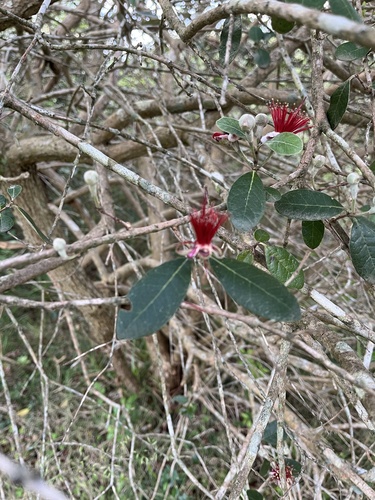 Image of Feijoa sellowiana by (c) Pedro Zorrilla, some rights reserved (CC BY)