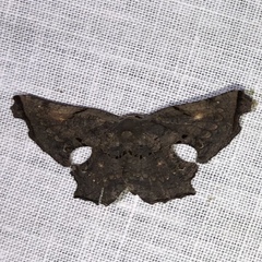 Crypsicoela subocellata