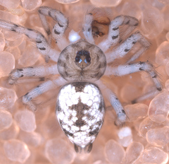 Oecobius maculatus