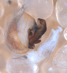 Oecobius maculatus