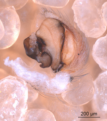 Oecobius maculatus