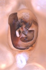 Oecobius maculatus