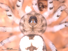 Oecobius maculatus