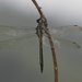 彩虹蜻 - Photo (c) Keith Wilson，保留部份權利CC BY-NC-SA
