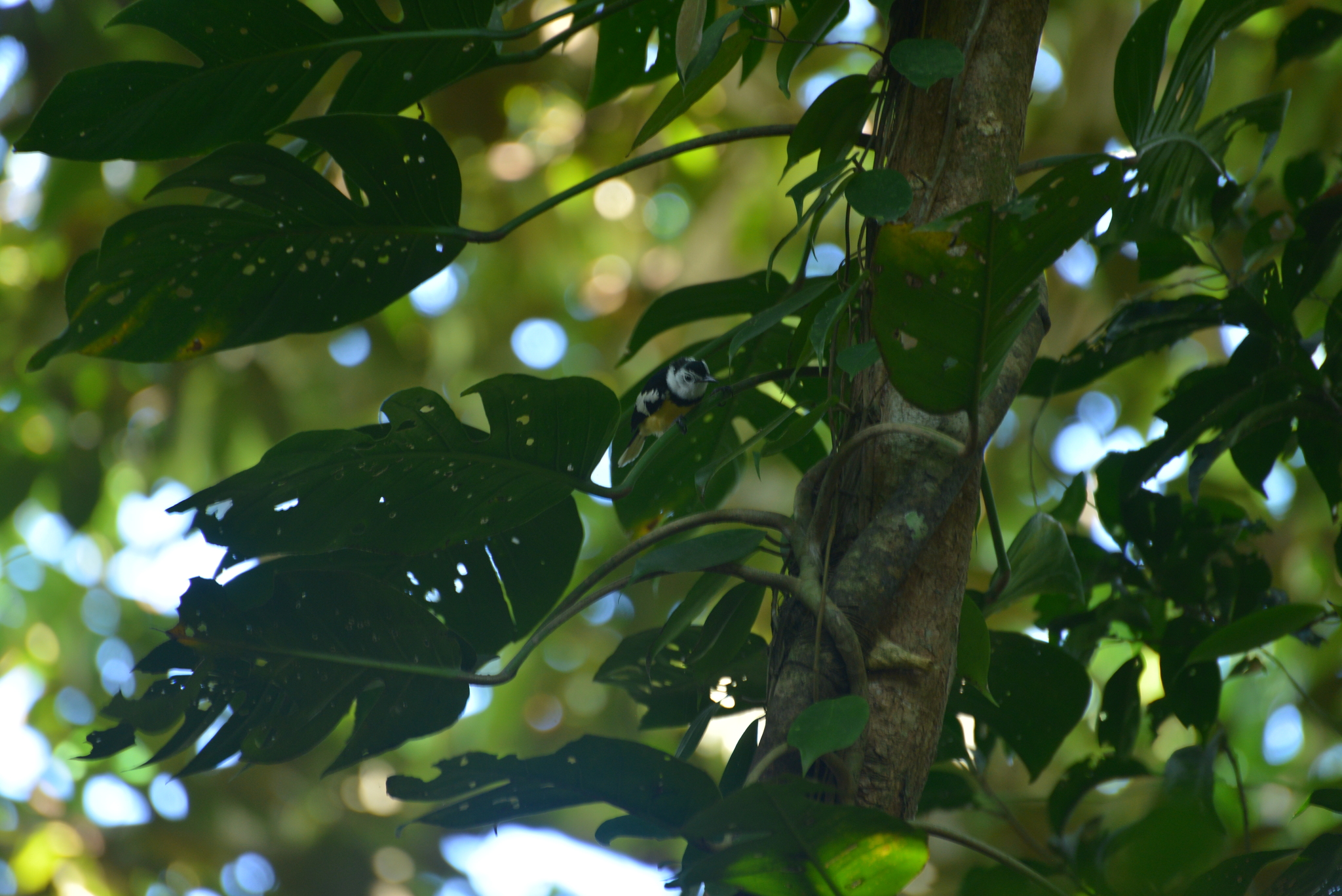 Buff-bellied Monarch (Neolalage banksiana), photo 3