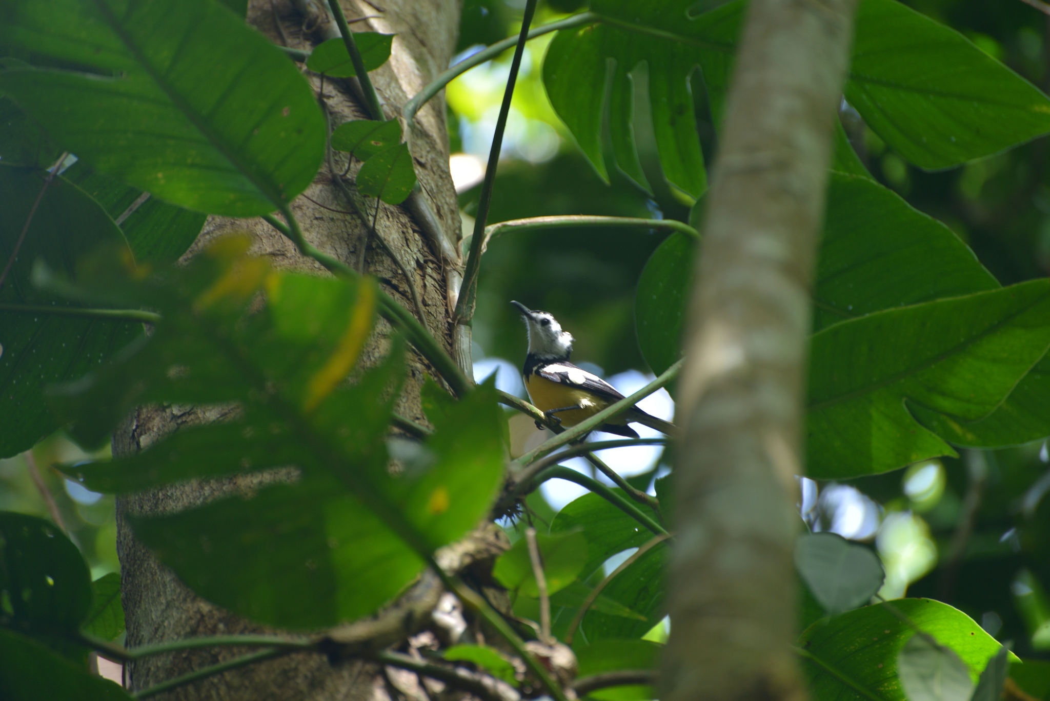 Buff-bellied Monarch (Neolalage banksiana), photo 2