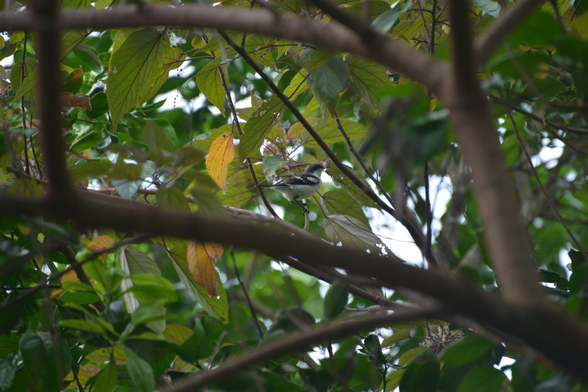 Long-tailed Triller (Lalage leucopyga), photo 9