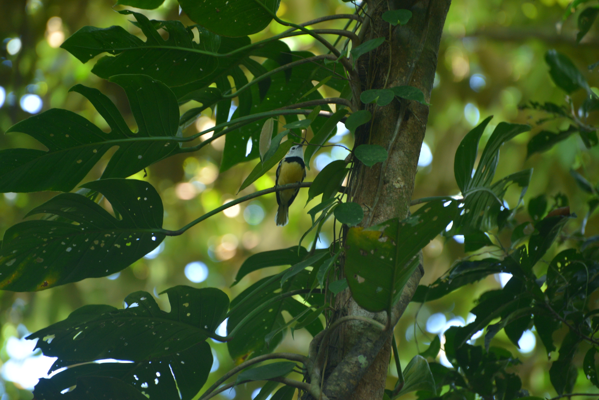 Buff-bellied Monarch (Neolalage banksiana), photo 4