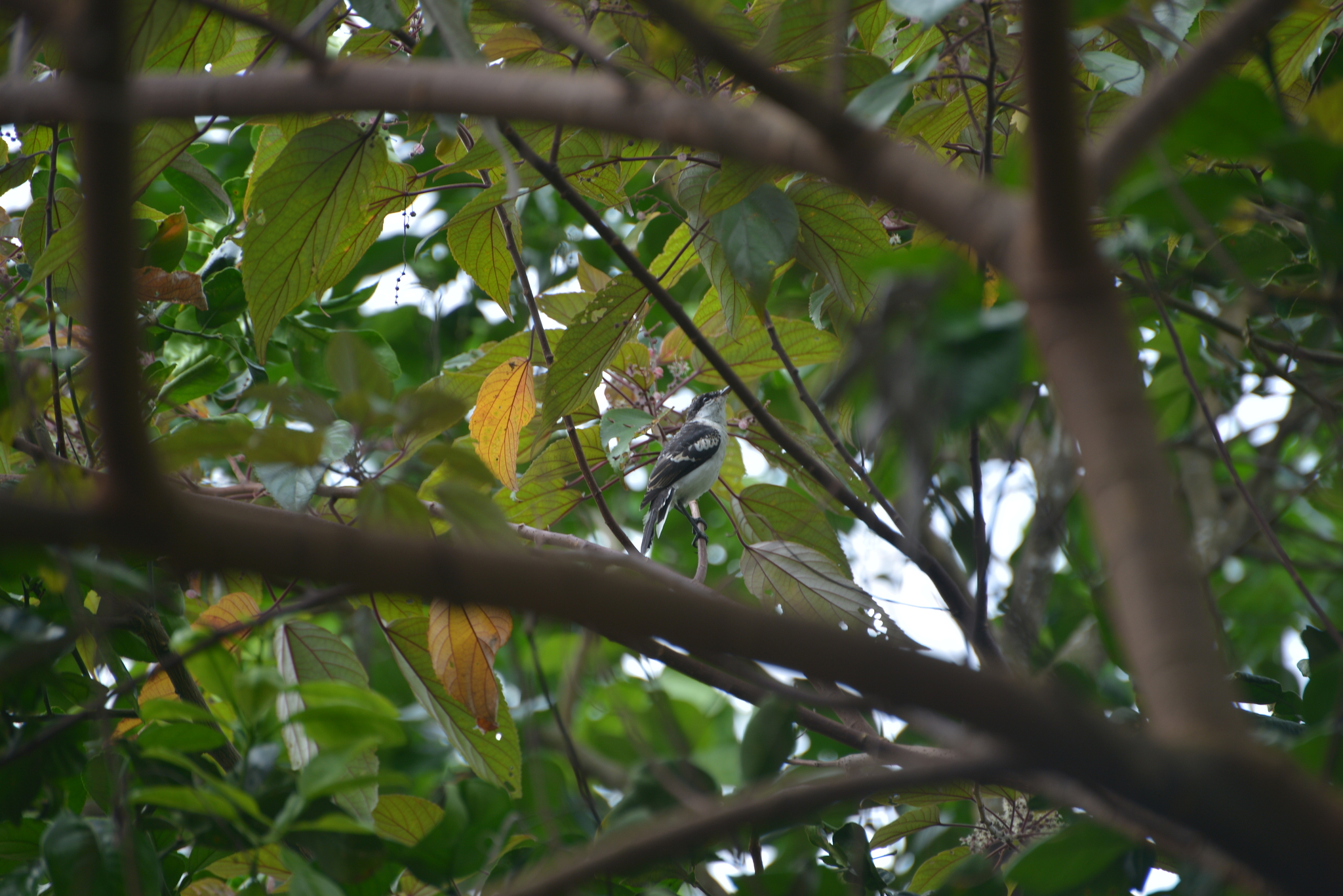 Long-tailed Triller (Lalage leucopyga), photo 10