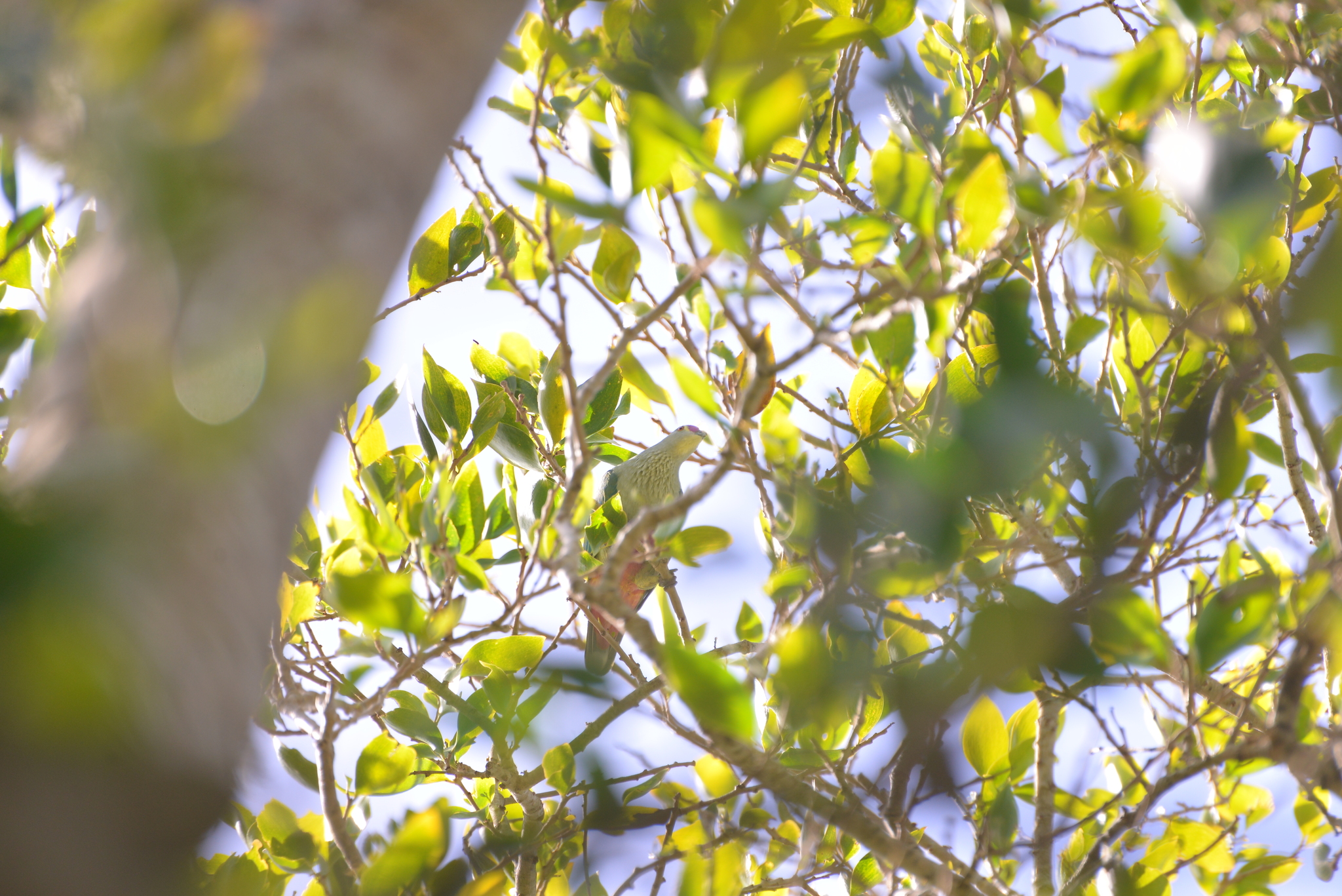 Red-bellied Fruit Dove (Ptilinopus greyi), photo 7
