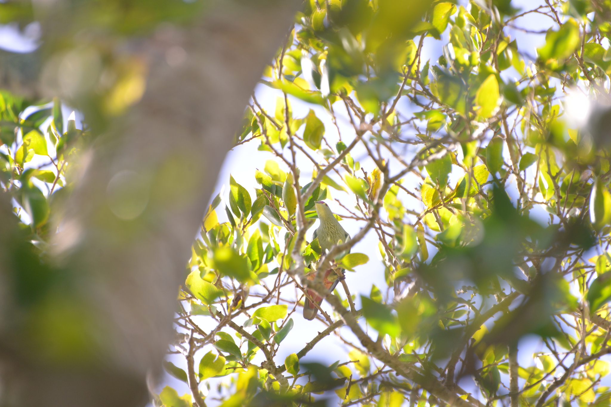 Red-bellied Fruit Dove (Ptilinopus greyi), photo 9