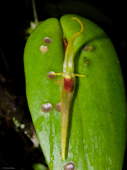 Pleurothallis microcardia