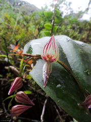 Pleurothallis bicornis
