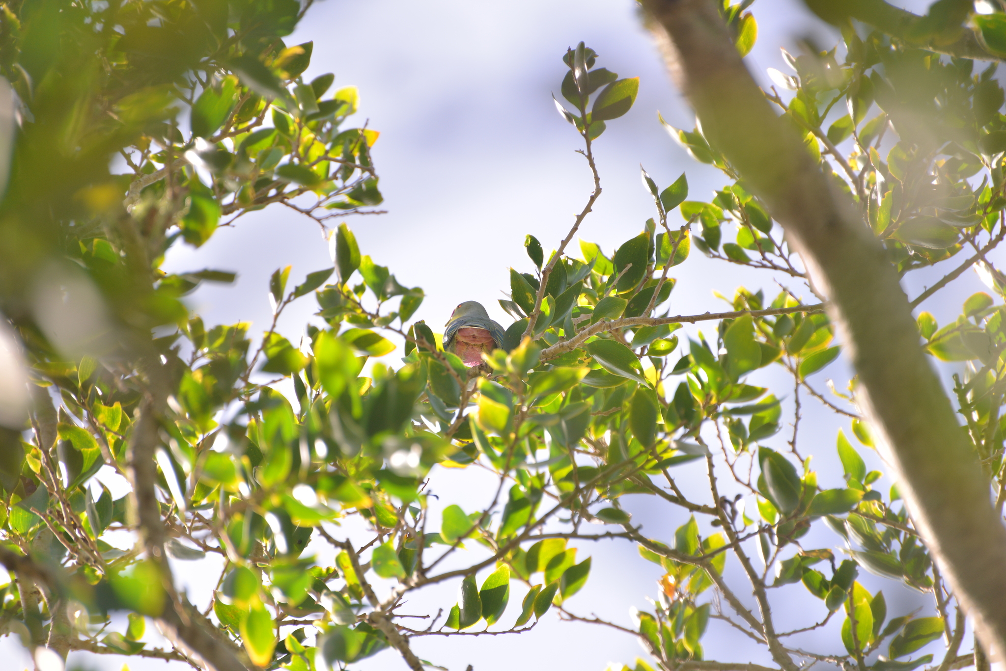 Red-bellied Fruit Dove (Ptilinopus greyi), photo 10