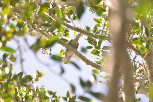 Red-bellied Fruit Dove (Ptilinopus greyi), photo 9