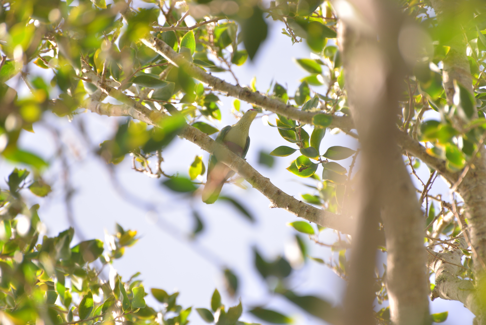 Red-bellied Fruit Dove (Ptilinopus greyi), photo 8