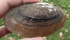 Potamilus amphichaenus