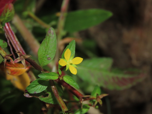 Image of Linear Leaf Water Primrose by (c) chiuluan, some rights reserved (CC BY)