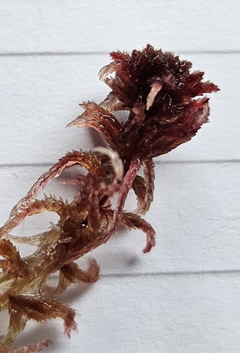 Image of Sphagnum rubellum by (c) Helen Waterman, some rights reserved (CC BY)