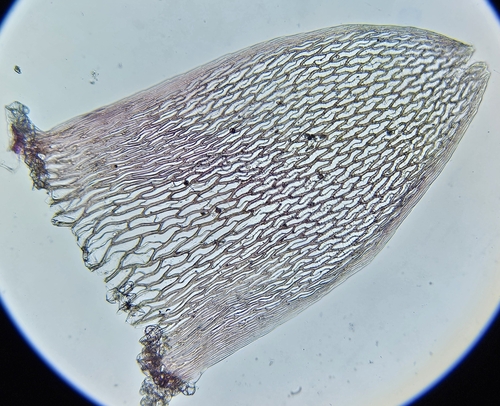 Image of Sphagnum rubellum by (c) Helen Waterman, some rights reserved (CC BY)