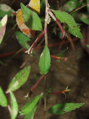 Image of Linear Leaf Water Primrose by (c) chiuluan, some rights reserved (CC BY)