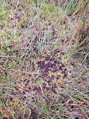Image of Sphagnum rubellum by (c) Helen Waterman, some rights reserved (CC BY)
