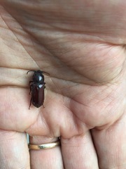 Neandra marginicollis