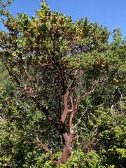 Arctostaphylos pallida