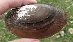 Potamilus amphichaenus