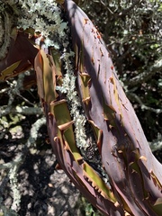 Arctostaphylos pallida