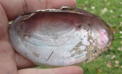 Potamilus amphichaenus