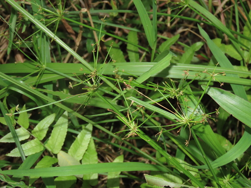 Haspan flatsedge (Cyperus haspan)