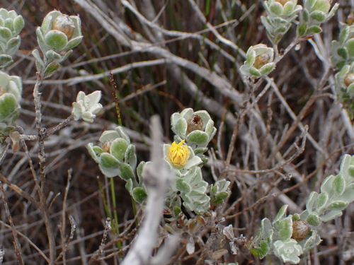 Spoonleaf Felt Perdekaroo (Oedera spathulifolia)