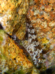 Lipophrys trigloides