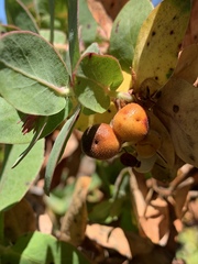 Arctostaphylos pallida