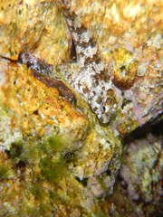 Lipophrys trigloides