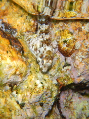 Lipophrys trigloides