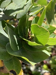 Arctostaphylos pallida