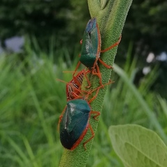 Edessa rufomarginata