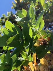 Arctostaphylos pallida