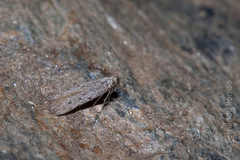 Eulamprotes helotella